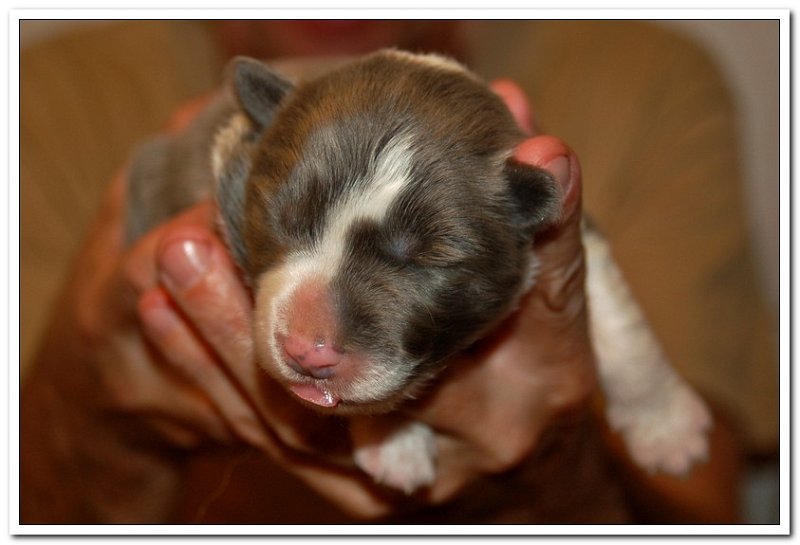 Ori & Czekosia Puppies