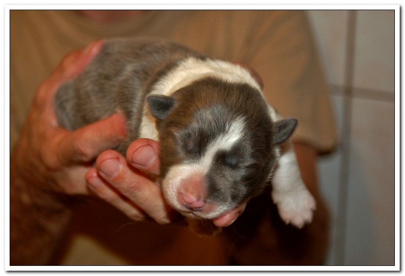 Ori & Czekosia Puppies