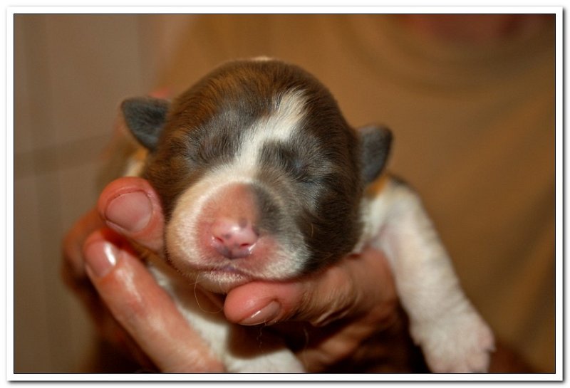 Ori & Czekosia Puppies