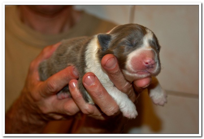 Ori & Czekosia Puppies